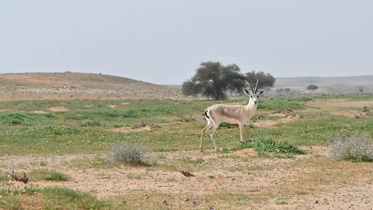 محمية الإمام تركي الملكية.. إنجاز تاريخي للسعودية بدخولها قائمة اليونسكو للمحيط الحيوي